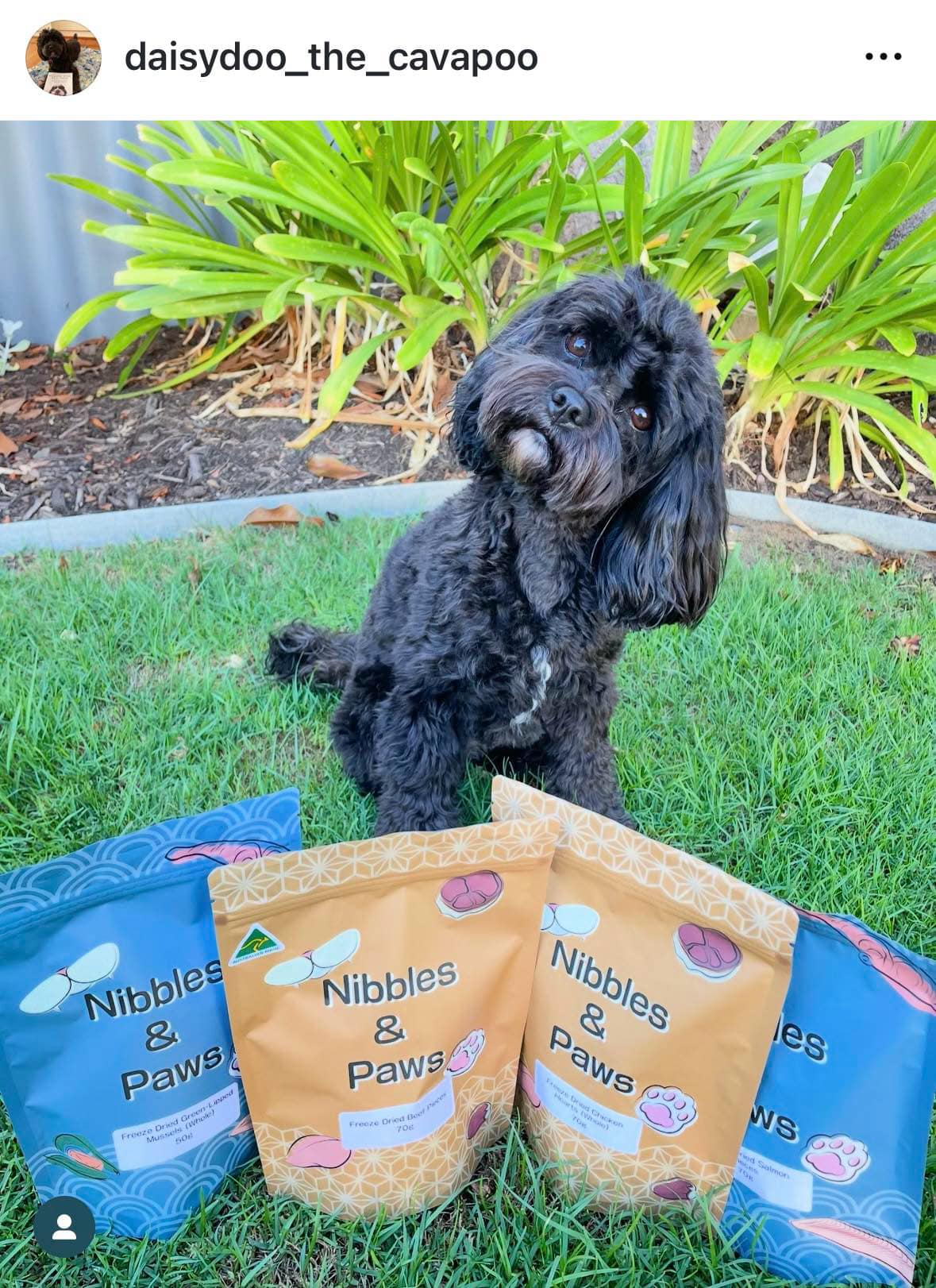 Why Cavoodles Are Australia’s Favorite Dog