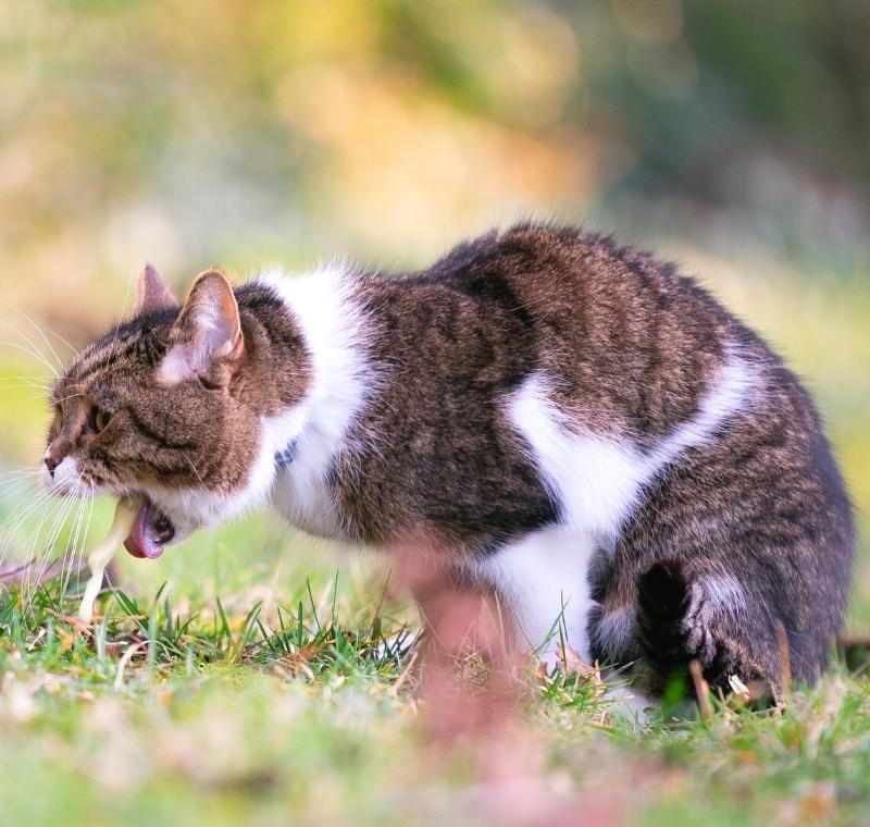 Best Treats for Cats with Sensitive Stomachs (What Actually Works)