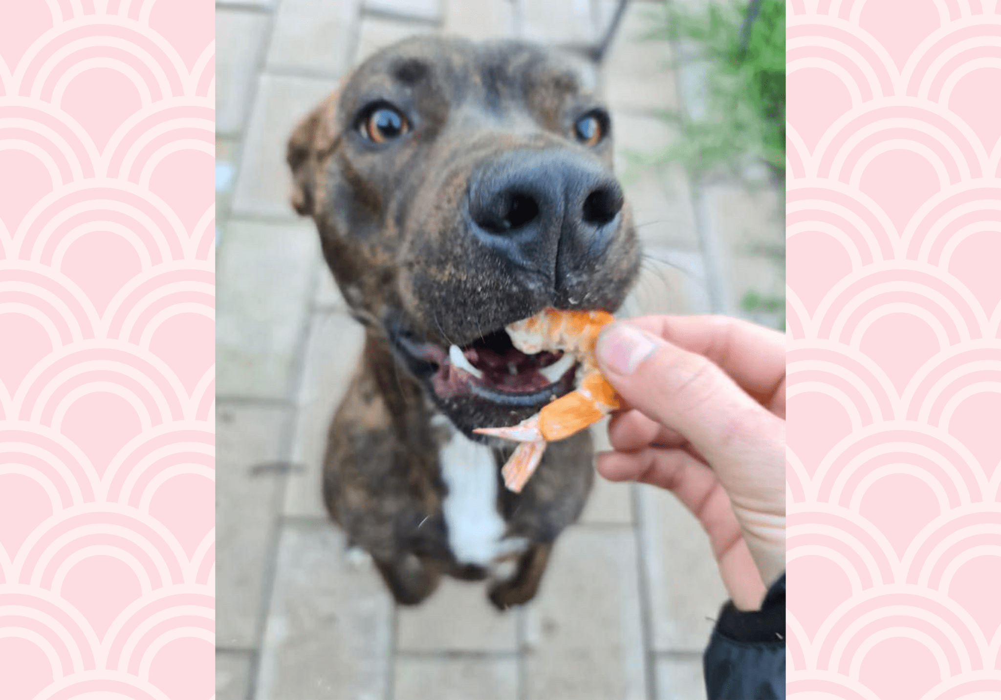 Freeze Dried Australian Prawn 30g 🦐