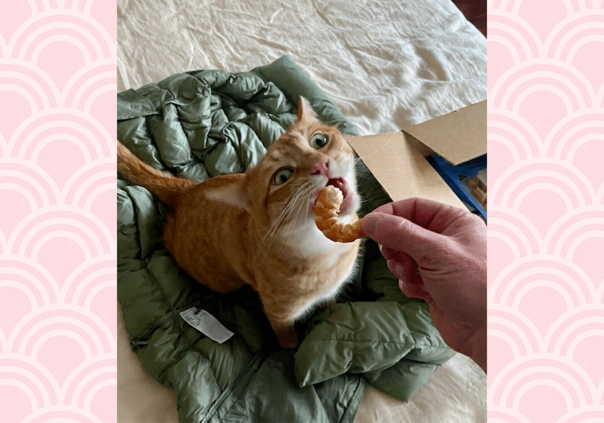 Freeze Dried Australian Prawn 30g 🦐